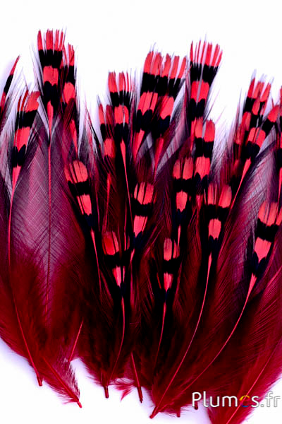Coq de Sonnerat - 1-3 cm - rouge